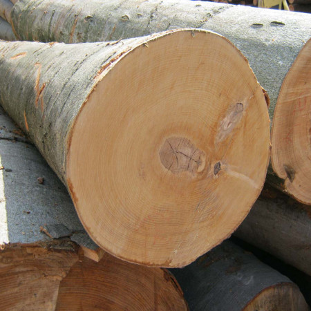 Tronchi di legno di faggio grezzo