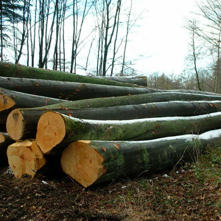 Tronchi di faggio per mobili in legno massello