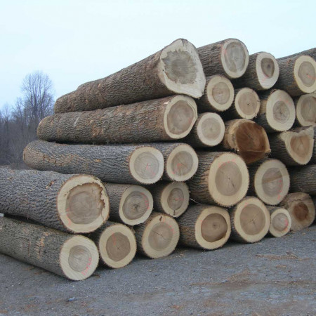 Tronchi di legno massello di pioppo
