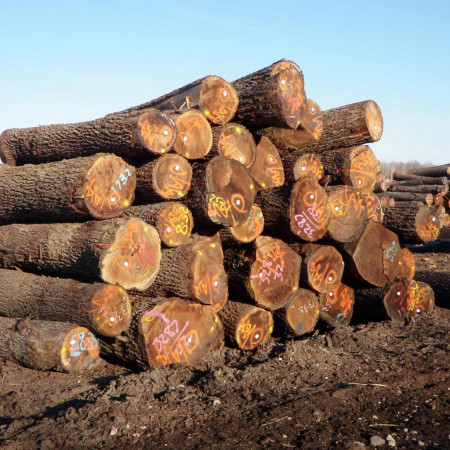 Tronchi di legno per mobili, dettaglio risorse