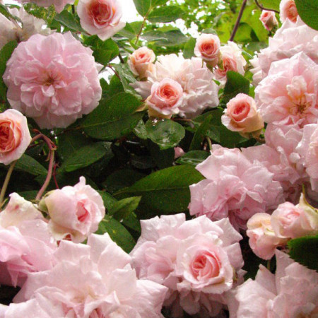 Consolle shabby chic con gambe sagomate e fiori rosa