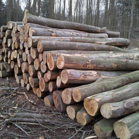 Tronchi di legno massello utilizzati per la libreria Entratina